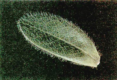 R. ciliatum leaf