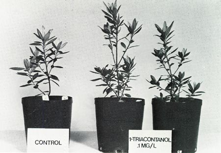 Comparison of treated and untreated plants.
