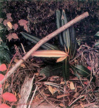 Small plant of R. metternichii var. hondoense on the Kii Peninsula