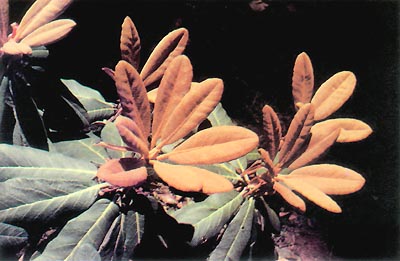 R. eximium new foliage