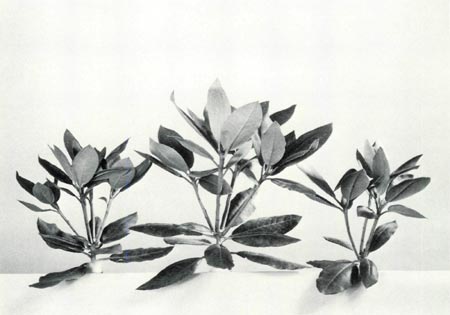 Rhododendron cuttings