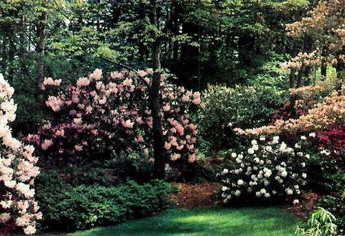 Cecil and Molly Smith's Garden