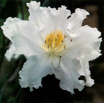R. veitchianum flower