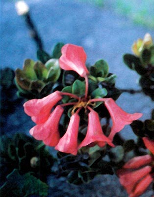 R. buxifolium