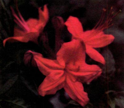 red flowered R. bakeri