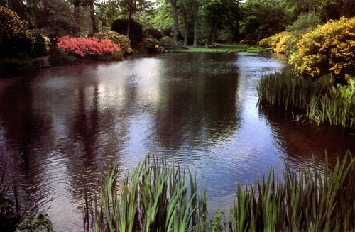 Upper Pond at Savill Garden