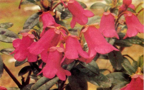 R. campylogynum var. celsum