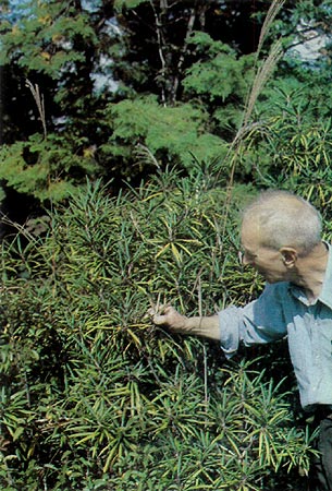 R. makinoi plants with seeds in Japan