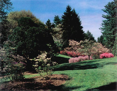 Biltmore Azalea Garden.