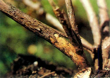 Larval root weevil damage to azalea trunk.