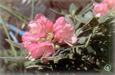 73-570 FR (R. yakushimanum x 'Mars') #17
x R. pseudochrysanthum, Exbury #5. Nice pink flowers of 'Golfer' type.