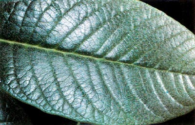 R. montroseanum x R. basilicum