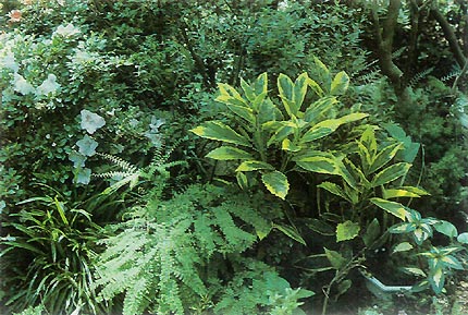 Foliage textures