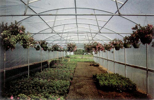 Greenhouse lined with hanging basket azaleas