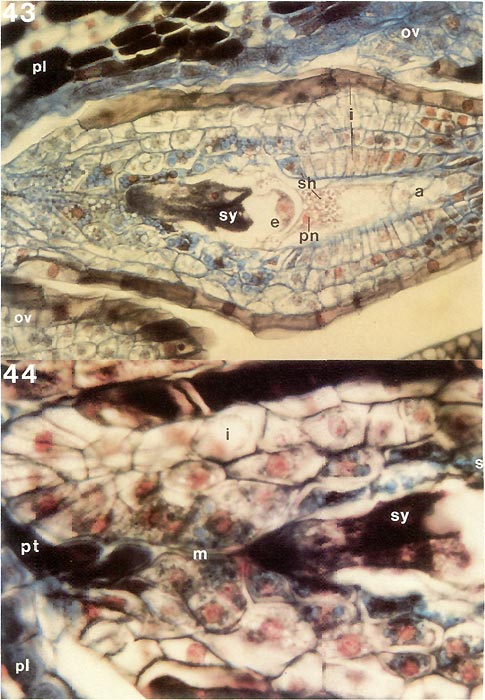 Stained thin longisections of rhododendron ovule