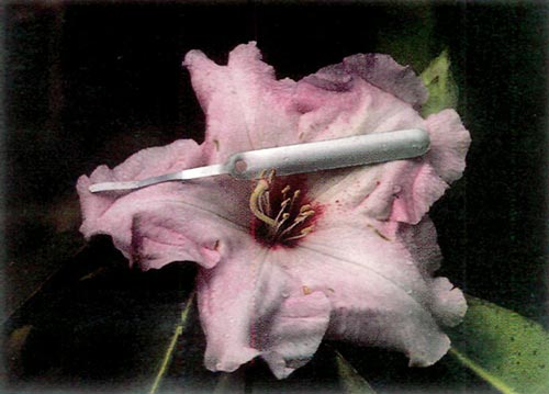 R. 'Kitty' flower