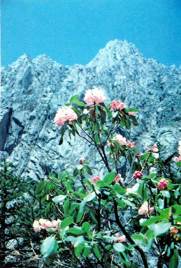 R. vernicosum