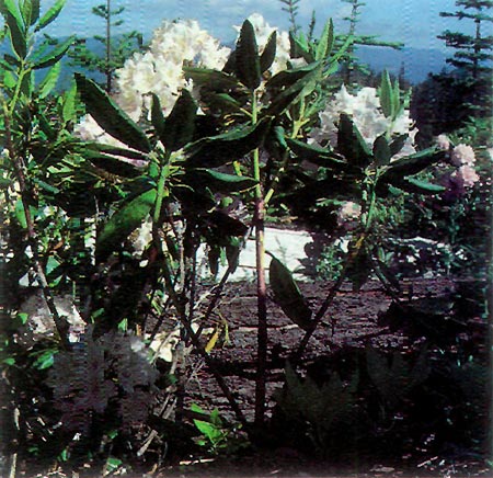 R. macrophyllum 85-21