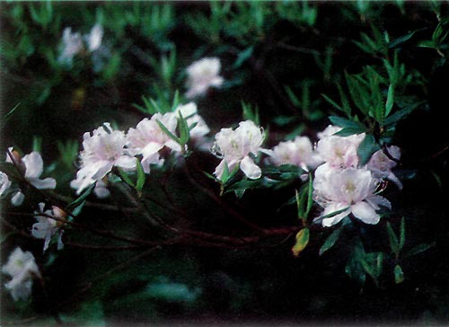 Rhododendron tashiroi along road bank