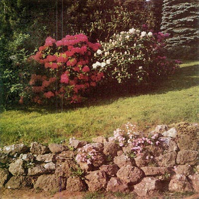 Rhododendron Garden In Czechoslovakia