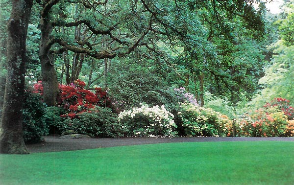JARS v41n2 - Hendricks Park Rhododendron Garden