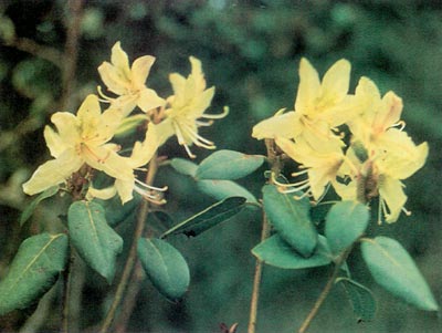 R. triflorum var. mahogani