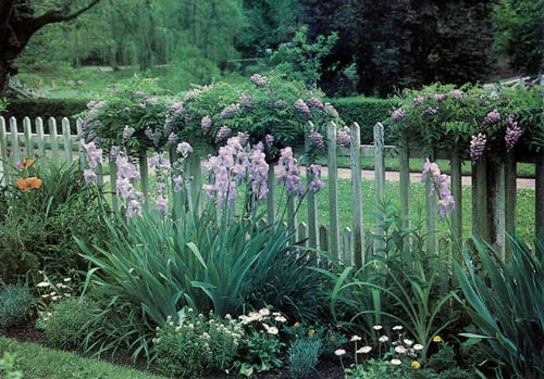 Taliaferro Garden with iris and native wisteria
