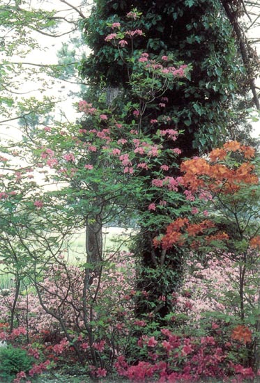Deciduous azaleas, Lisburne Garden