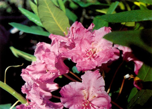 R. macrophyllum, #87-4