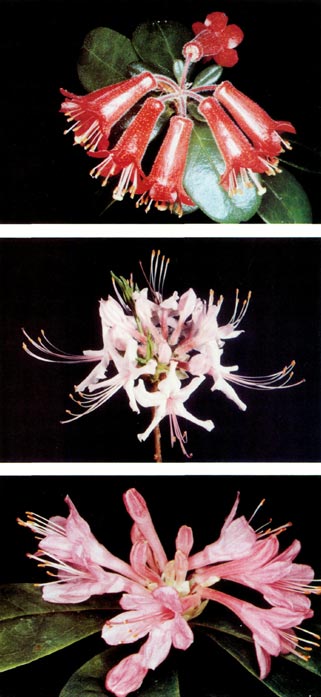 Flower comparison