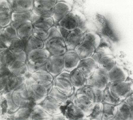 Rhododendron microspore mother cells
