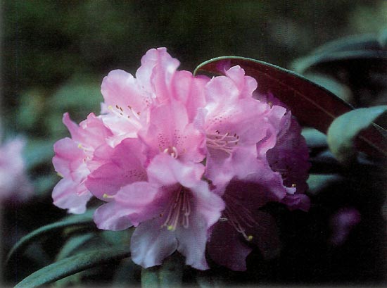 R. elegantulum flowers