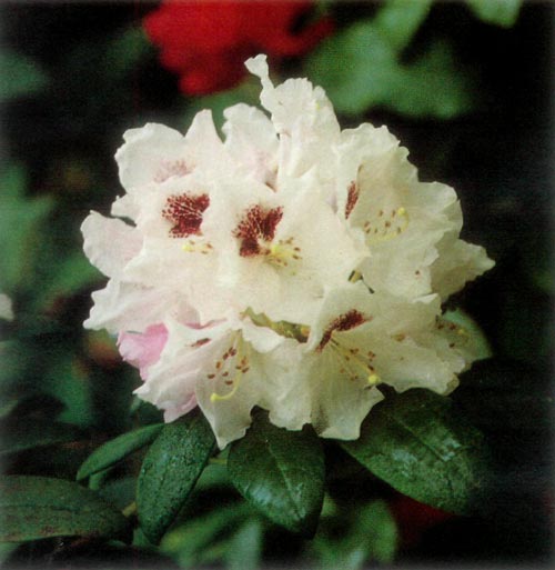 Rhododendron 'Gordon Jones'