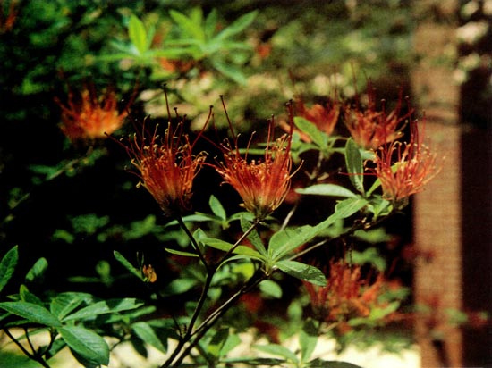 R. calendulaceum 'Cullowhee', apetala form.