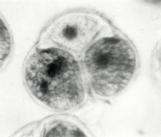 Photomicrograph of a mature pollen tetrad