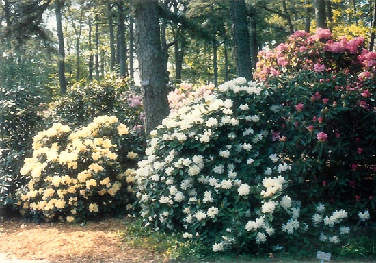 Cowles hybrids at Heritage Plantation