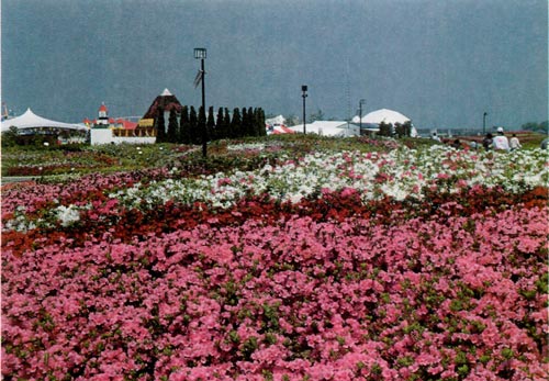 Flowering azaleas at Festival site.
