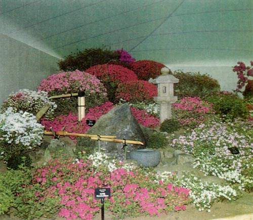 Miniature traditional Japanese azalea 
garden in Pavilion.