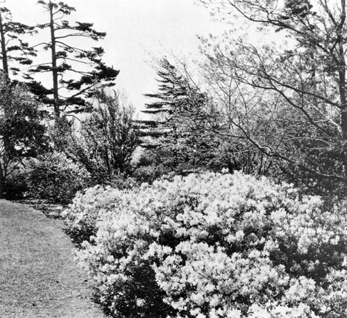 Azalea Walk on Bussey Hill, 1928