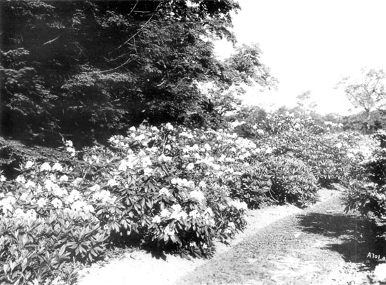 hybrids along Bussey Brook at foot
of Hemlock Hill