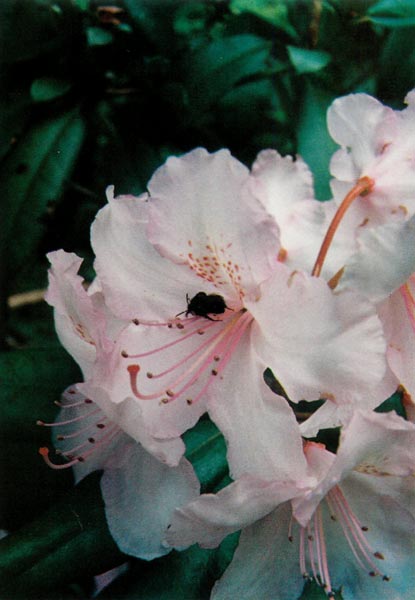 pink rhododendron with bee