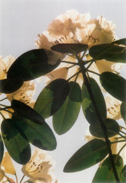 Rhododendron blossoms, back-lit