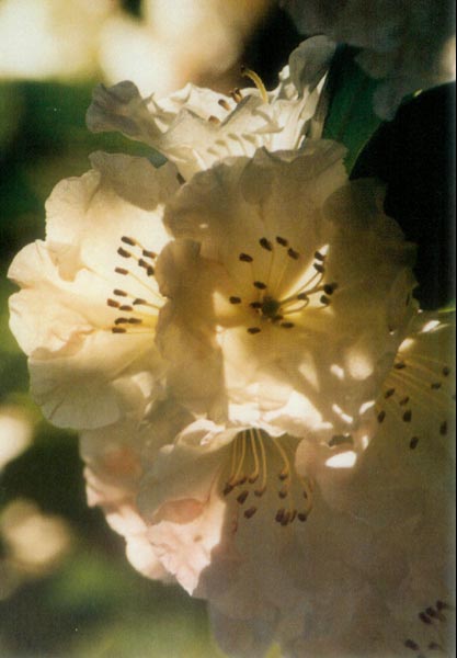 Rhododendron blossoms, back-lit