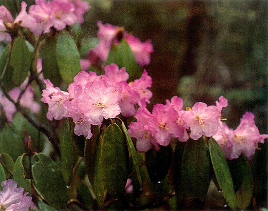 Rhododendron campanulatum, 
Northeastern Sikkim