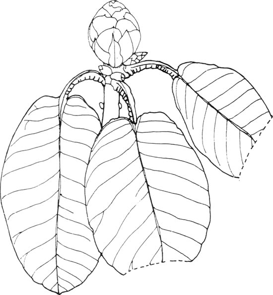 drawing of R. fulgens leaf and bud