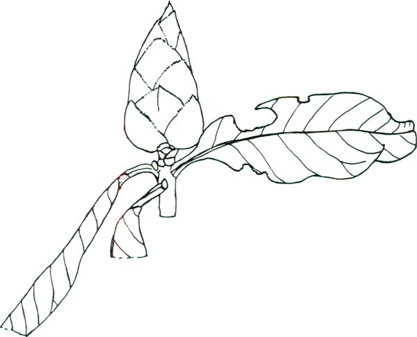 drawing of R. dalhousiae leaf and bud