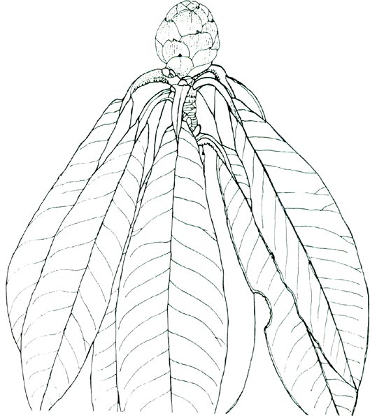 drawing of R. niveum leaf and bud