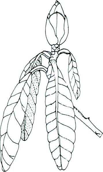 drawing of R. lindleyi leaf and bud