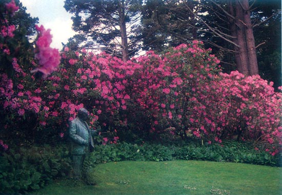John McLaren Rhododendron Dell
