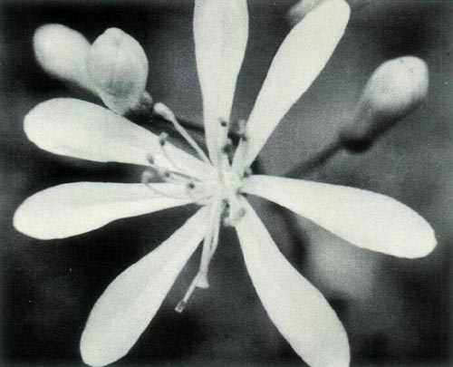 Befaria racemosa